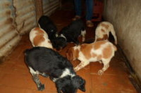  Chiots Epageul Breton Parents LOF 