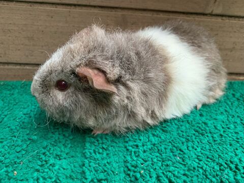 Petite femelle Rex 35 31390 Carbonne