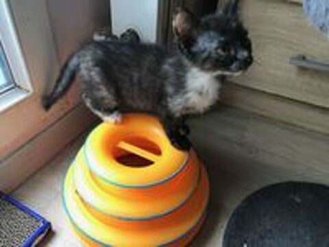   Adoption ALICE 
