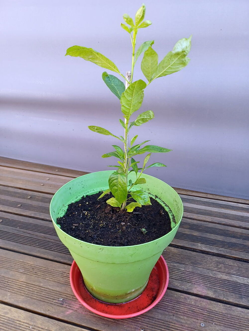 Gracieux BAOBAB 2/3ans hauteur 60cm Jardin