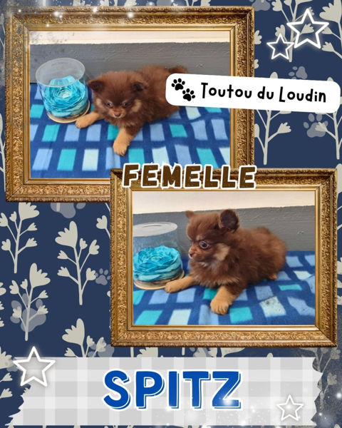 Chiot spitz femelle 1500 18140 Pr�cy