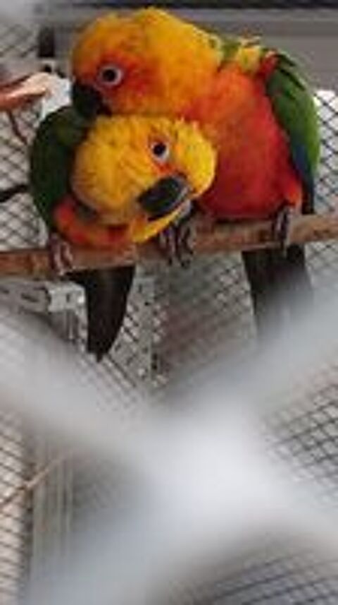   Conure aratinga jandaya  