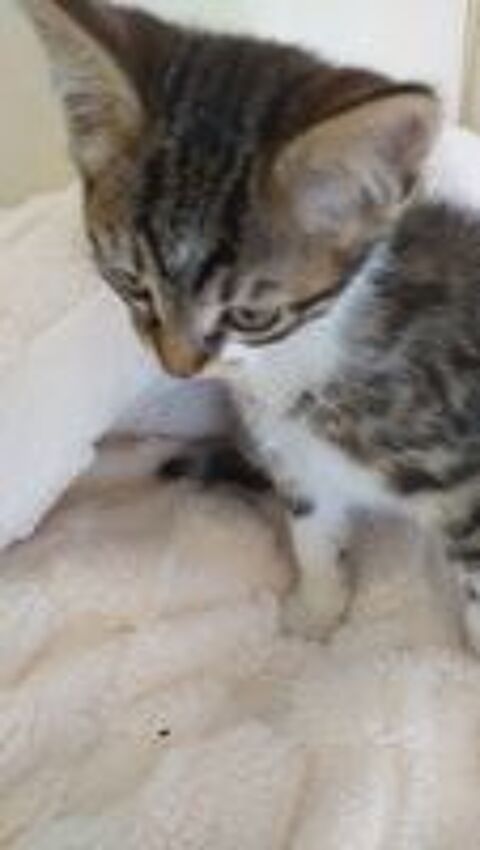   A réserver magnifiques chatons tigres  