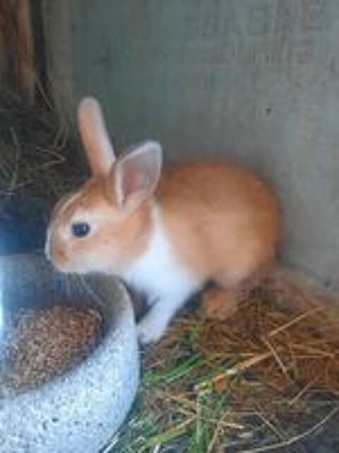   Lapins nains 