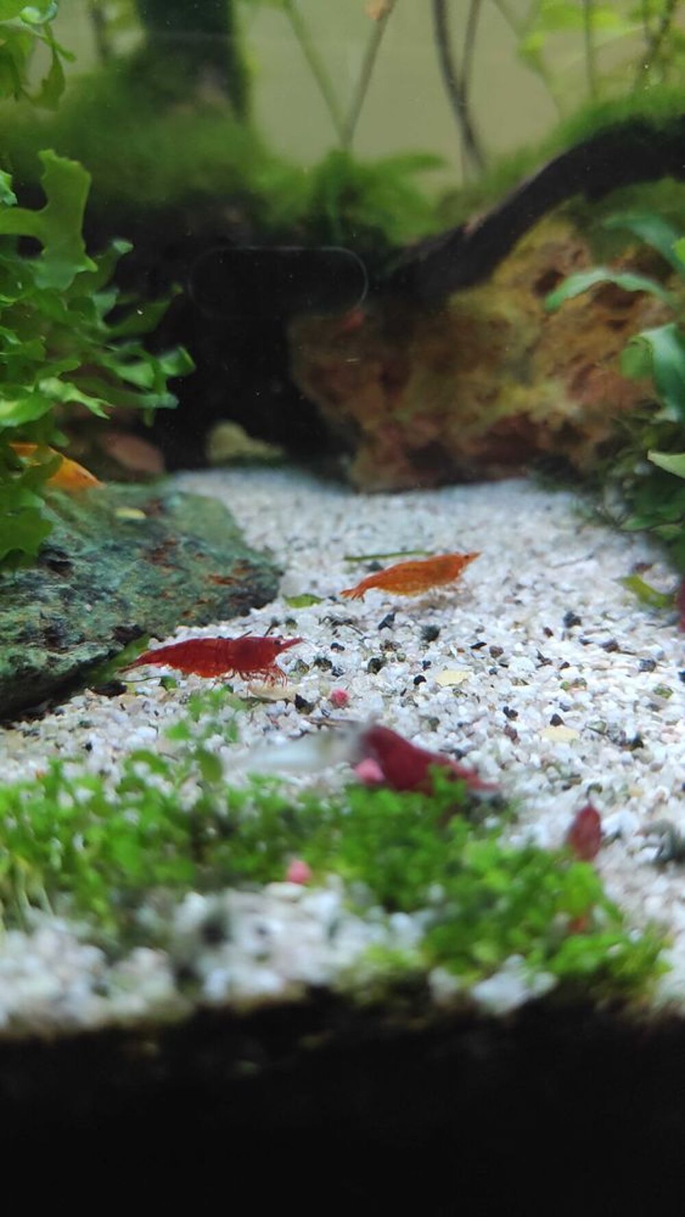 crevettes Jardin