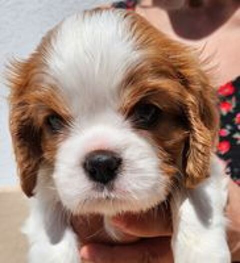   de chiots Cavalier King Charles LOF 