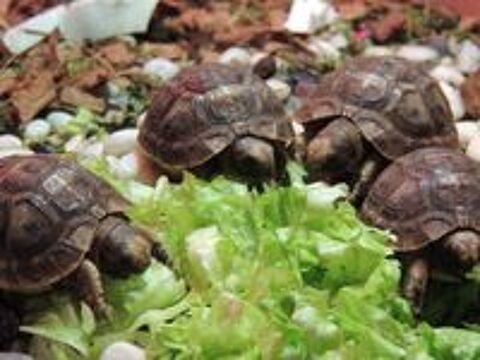   BEBES TORTUES 