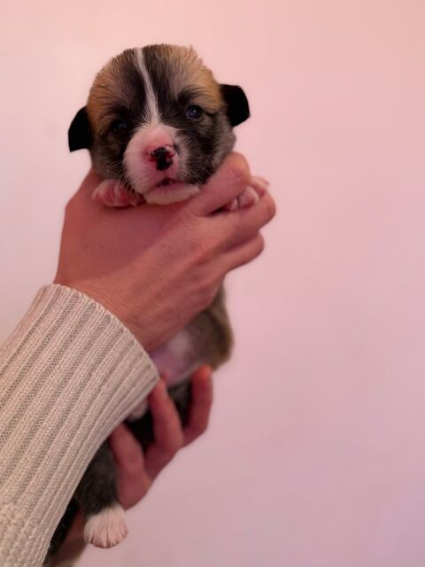 Welsh corgi Pembroke &agrave; r&eacute;server 2300 29270 Carhaix-plouguer