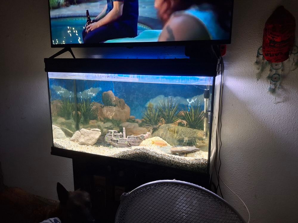   Aquarium avec meuble  