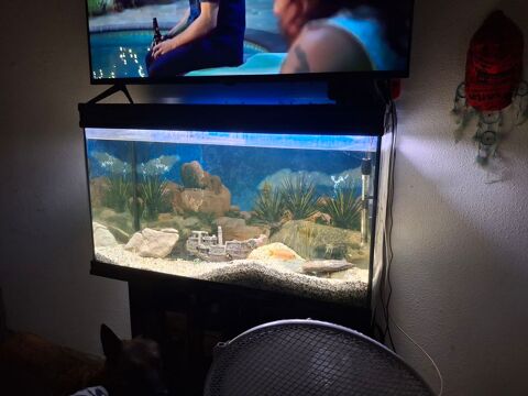 Aquarium avec meuble 250 30900 Nimes