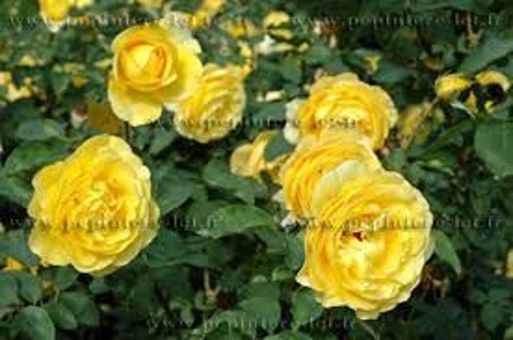 5 plants de rosier nain jaune Jardin