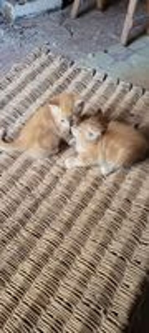    chaton à donner 