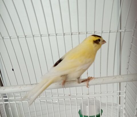 Canari mai 2025 25 35730 Pleurtuit