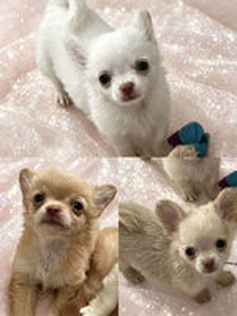   chiots chihuahua LOF à   poil long disponibles - petit gabarit 
