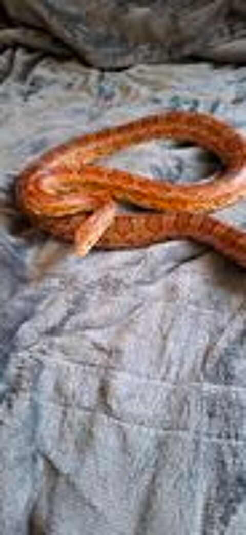  Serpent des blés, mâle adulte  