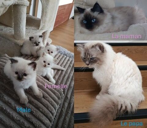Chatons &agrave; la recherche de leur famille 0 63800 Cournon-d'auvergne