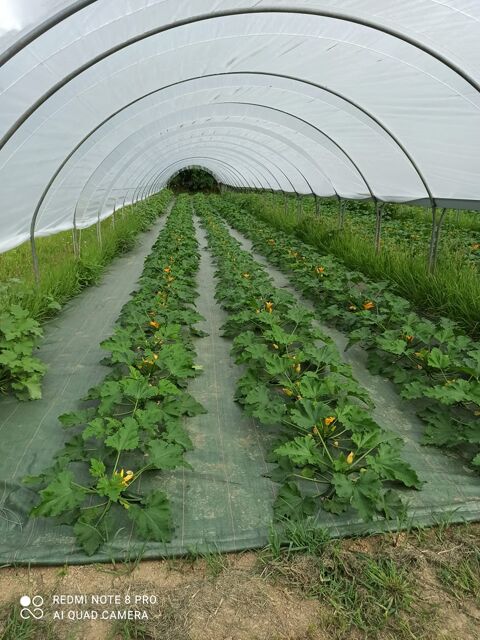 SERRE TUNNEL PIEDS DROITS 10M LONG 5M LARGE 2,70M HAUT  900 Lamothe-Landerron (33)