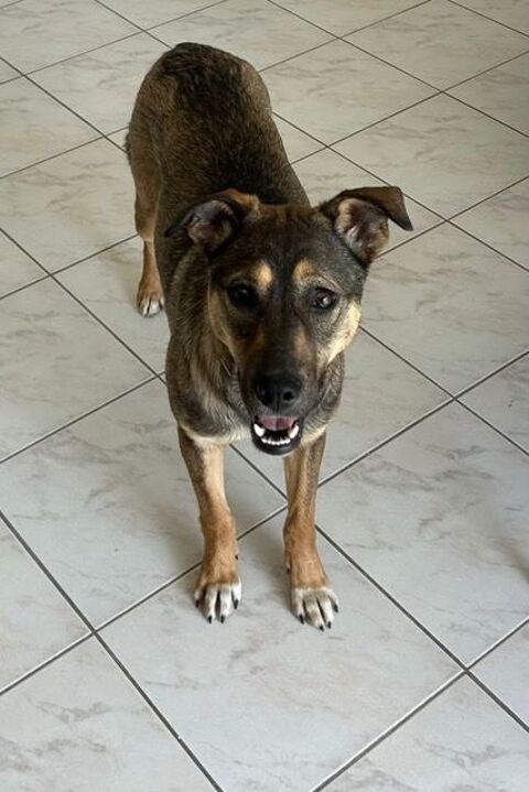 FLORA SE TROUVE EN FAMILLE D'ACCUEIL DANS LE 34 0 34000 Montpellier