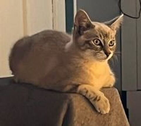   Booba, affectueux chaton blanc et crème 