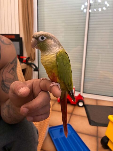 Conure eam 160 49300 Cholet