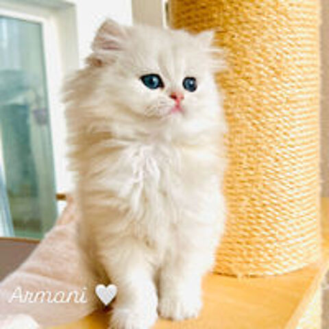   chaton m�le british longhair 