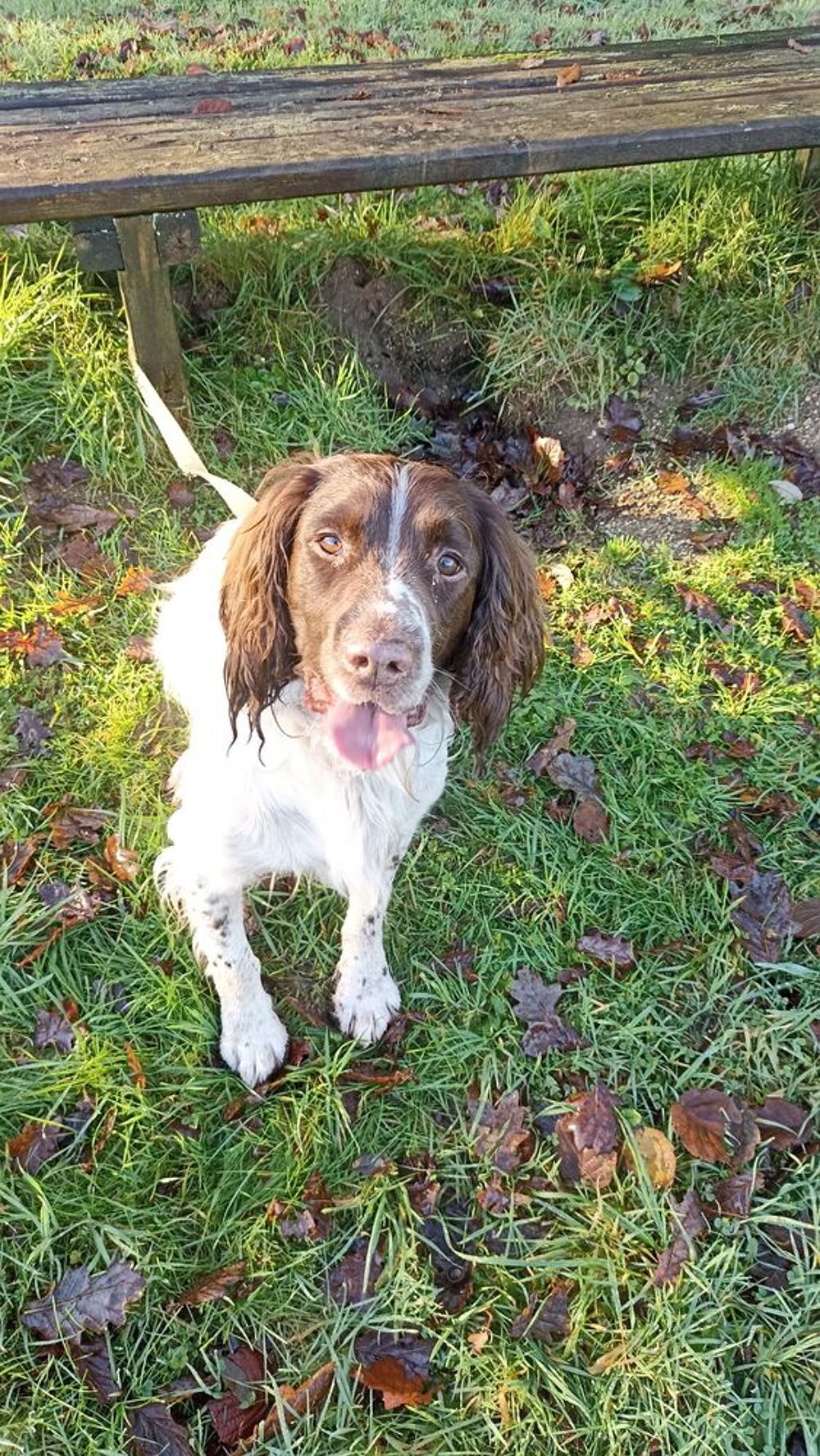   Chien springer spaniel 