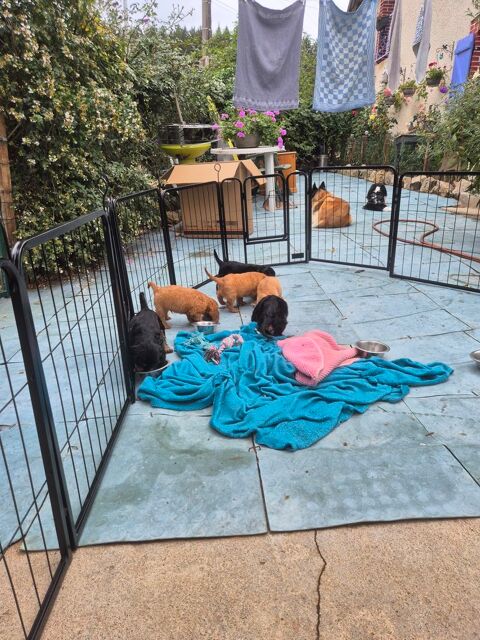 Chiots Cavalier king charles 1100 58360 Sémelay