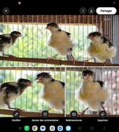   canaris 