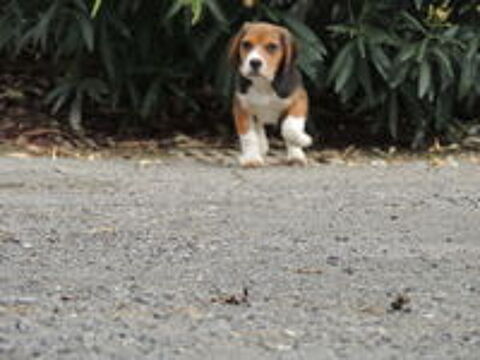   chiot beagle tricolore 