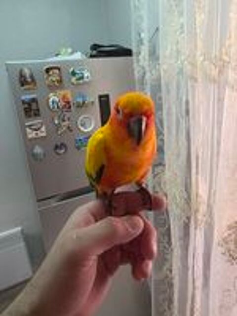  Conure soleil  