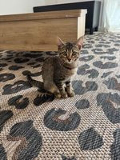   Opale,4 mois, cherche un bon foyer  