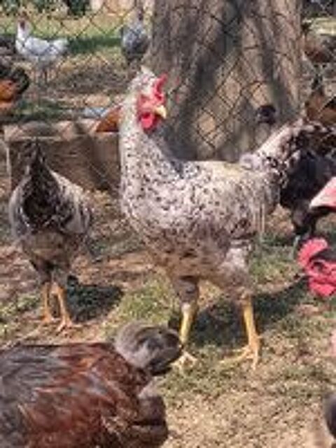   Coq cream legbar 