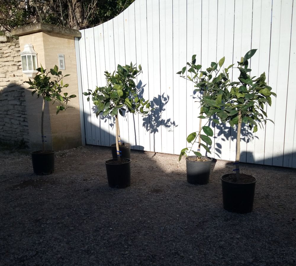 Agrume Oranger 'Navel' form&eacute; en demi-tige et en container. Jardin