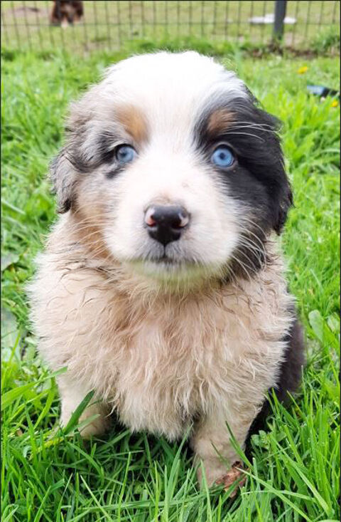 De superbes chiots Bergers Australiens n&eacute;s &agrave; la Wooferie  1090 56630 Langonnet