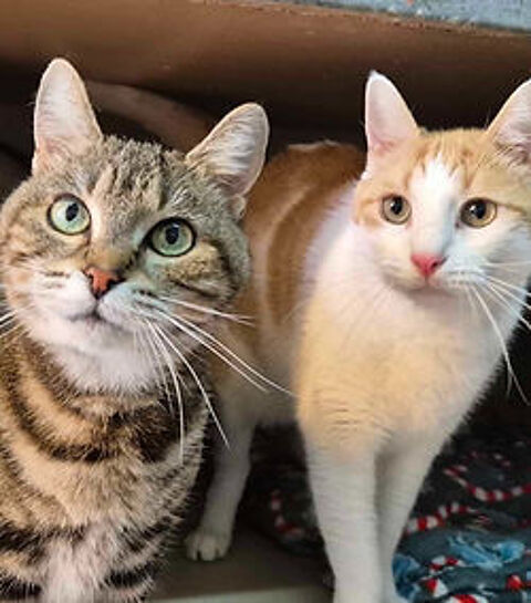 Albert et Alberta 180 26700 Pierrelatte