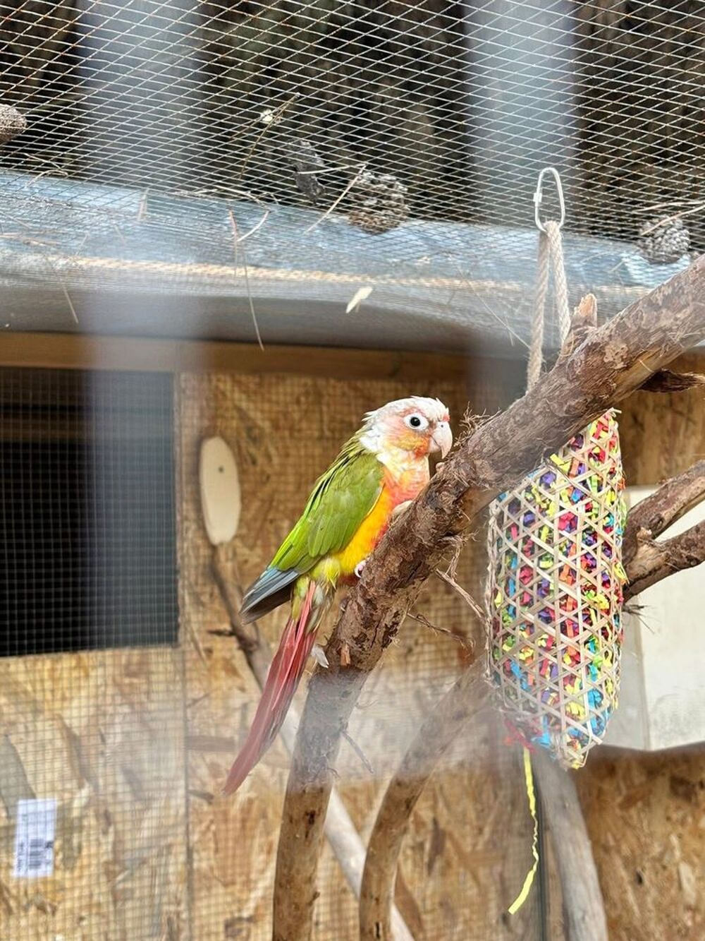   Conure molinae ananas 