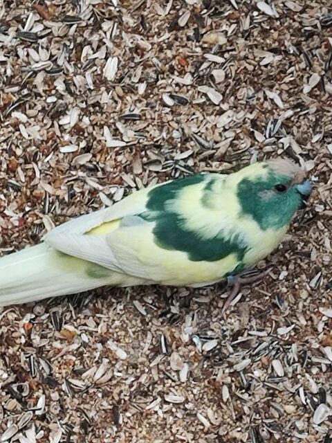 perruches kakarikis 50 38300 Bourgoin-jallieu