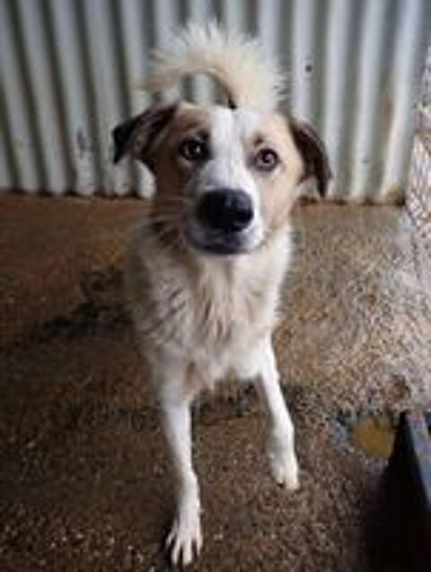   Siana � l'adoption 