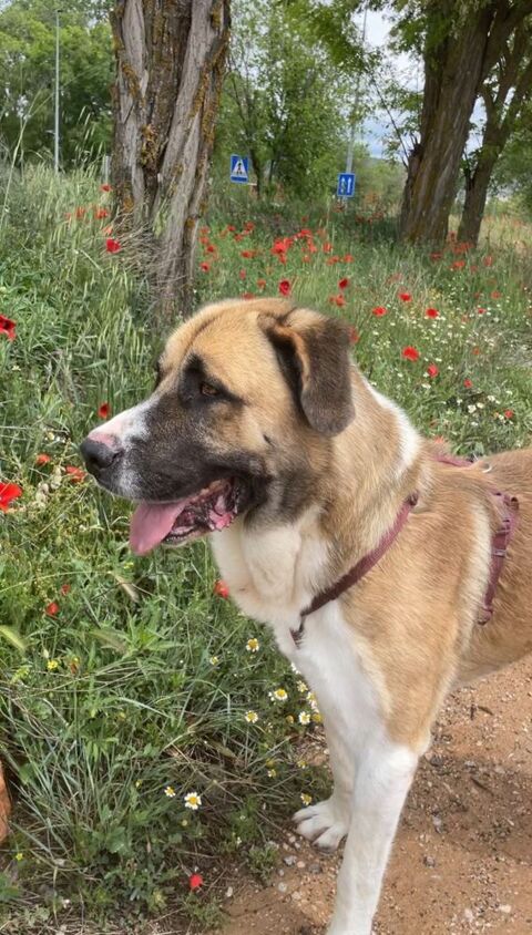 RUSO💙  un tendre Mastin au c�ur immense 315 24140 Douville