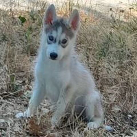   Chiots Husky 