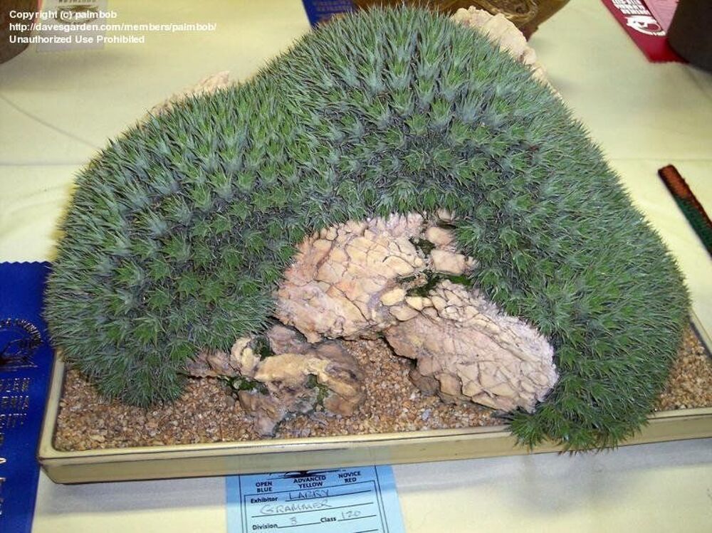 DEUTEROCOHNIA BREVIFOLIA : 1 BELLE BOUTURE RAMIFIEE RARE! Jardin