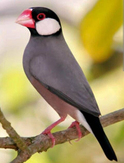 oiseaux paddas de java 59171 Hornaing