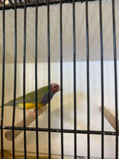   Diamants de gould 
