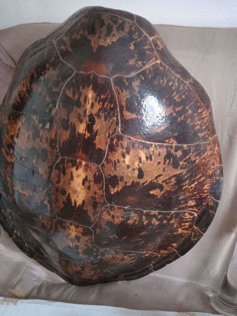 Carapace de tortue de terre
62520 Le touquet-paris-plage