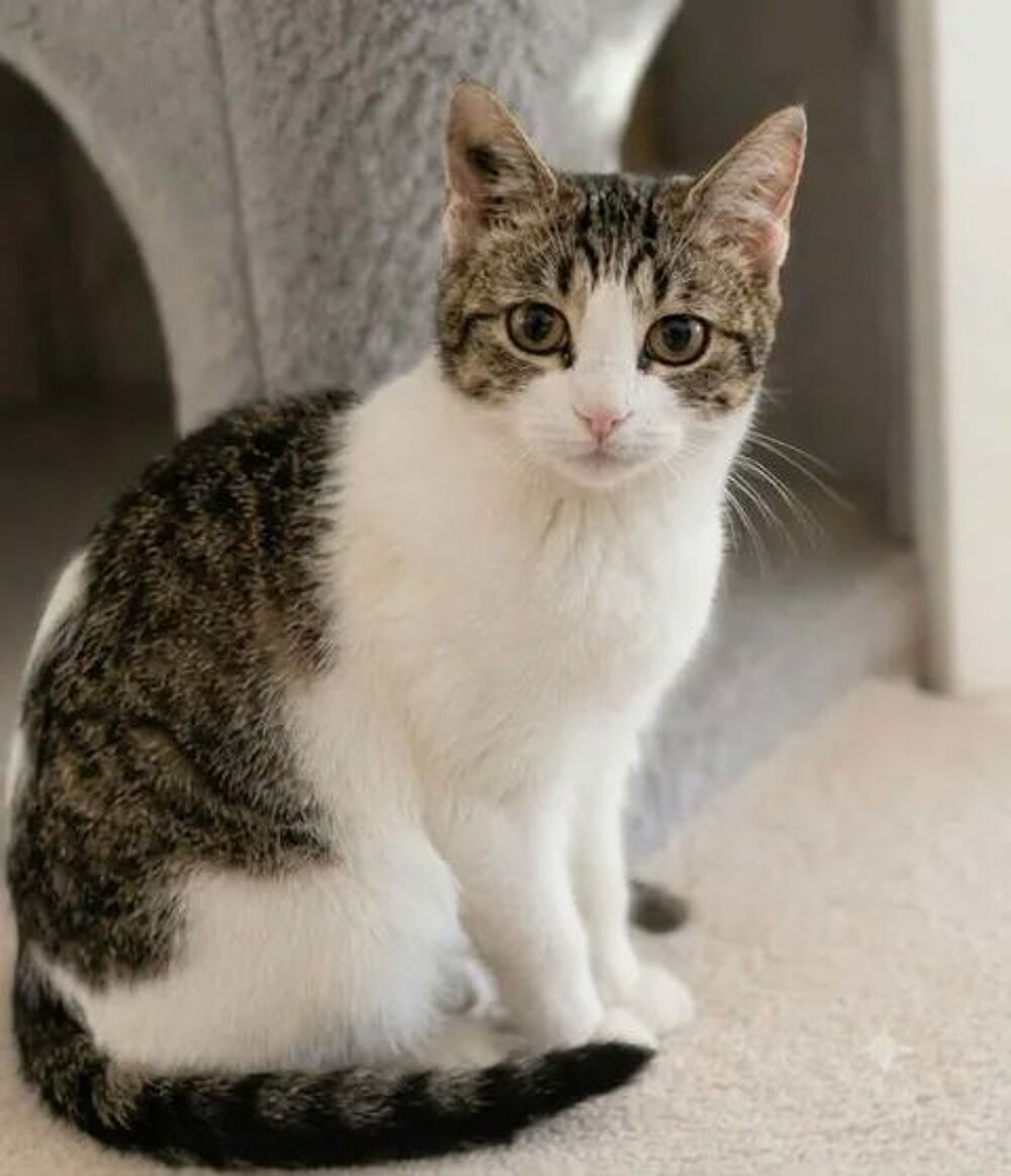   Peronnelle chatte de 10 mois gentille abandonnée cherche famille 