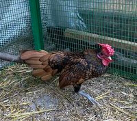  Petit coq d ornement sebright  