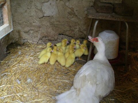 Caneton canard de barbarie 6 26400 Grane