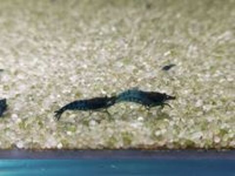   Crevettes bleues neocaridina blue velvet  