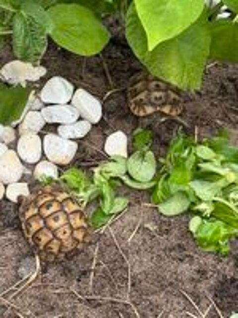   2 Tortues d'Hermann juvéniles  