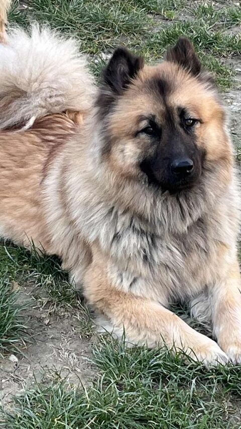 Femelle EURASIER LOF 200 47300 Villeneuve-sur-lot
